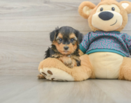 8 week old Yorkie Poo Puppy For Sale - Pilesgrove Pups
