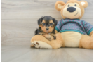 Yorkie Poo Puppy for Adoption