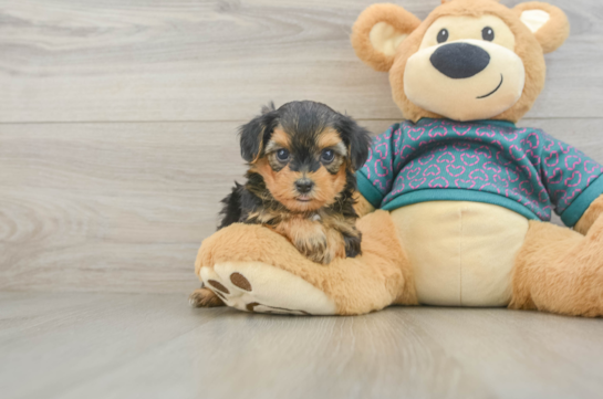 Yorkie Poo Puppy for Adoption