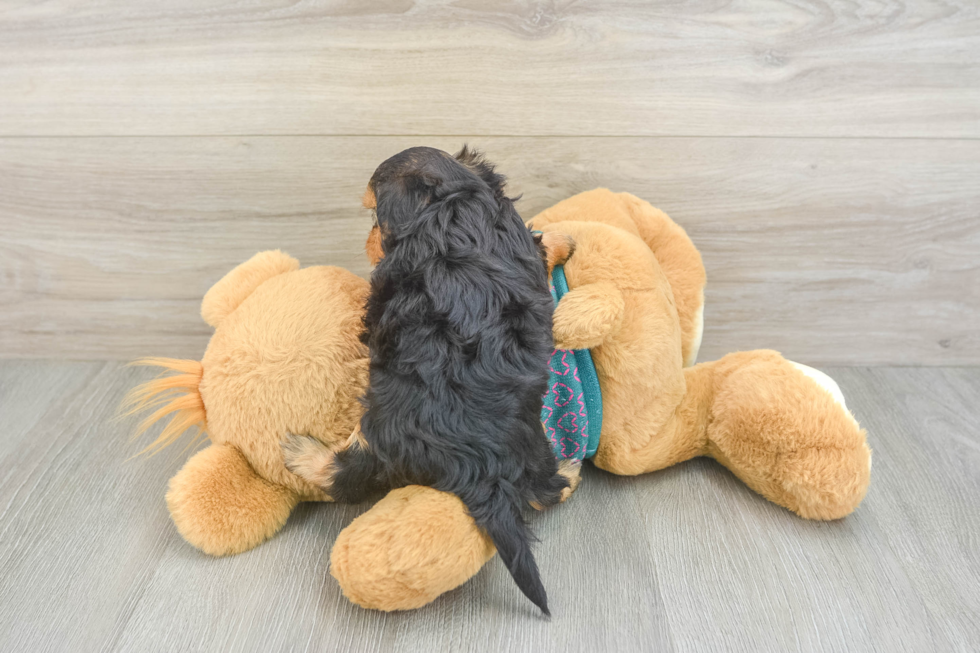Yorkie Poo Puppy for Adoption