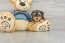 Smart Yorkie Poo Poodle Mix Pup