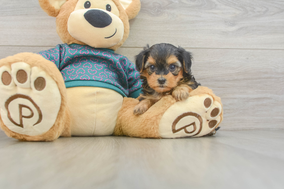 Smart Yorkie Poo Poodle Mix Pup
