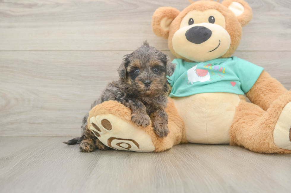 5 week old Yorkie Poo Puppy For Sale - Pilesgrove Pups