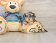 7 week old Yorkie Poo Puppy For Sale - Pilesgrove Pups