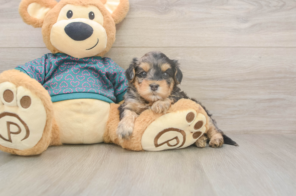 5 week old Yorkie Poo Puppy For Sale - Pilesgrove Pups