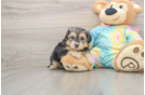 Cute Yorkie Poo Baby