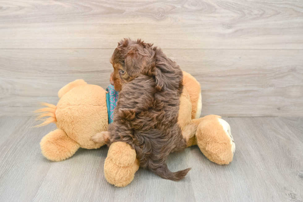 Small Yorkie Poo Baby