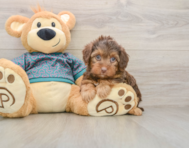 7 week old Yorkie Poo Puppy For Sale - Pilesgrove Pups