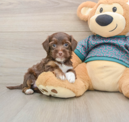 7 week old Yorkie Poo Puppy For Sale - Pilesgrove Pups