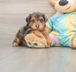 7 week old Yorkie Poo Puppy For Sale - Pilesgrove Pups