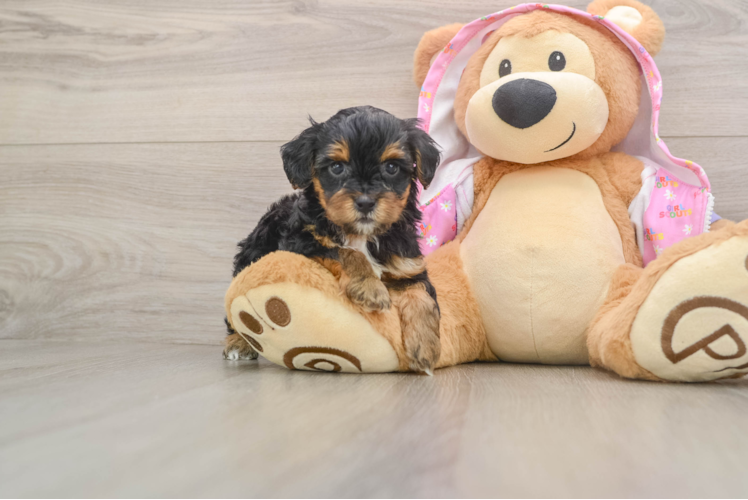Yorkie Poo Pup Being Cute