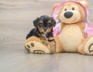 8 week old Yorkie Poo Puppy For Sale - Pilesgrove Pups