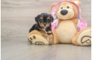 Yorkie Poo Pup Being Cute