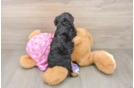Funny Yorkie Poo Poodle Mix Pup