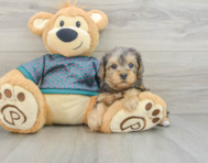 5 week old Yorkie Poo Puppy For Sale - Pilesgrove Pups