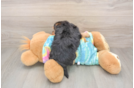 Yorkie Poo Puppy for Adoption