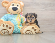 8 week old Yorkie Poo Puppy For Sale - Pilesgrove Pups