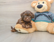 8 week old Yorkie Poo Puppy For Sale - Pilesgrove Pups