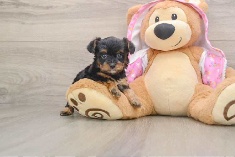 Playful Yo Yo Poo Poodle Mix Puppy