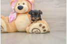 Yorkie Poo Pup Being Cute