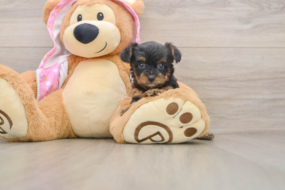 Yorkie Poo Pup Being Cute