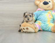 8 week old Yorkie Poo Puppy For Sale - Pilesgrove Pups