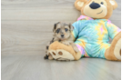 Yorkie Poo Puppy for Adoption