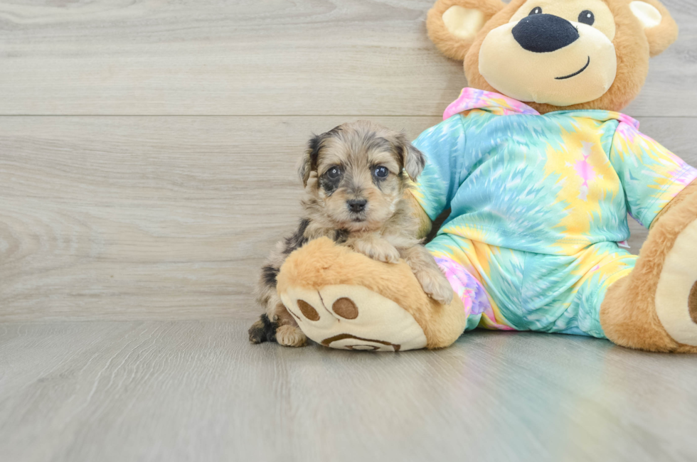 5 week old Yorkie Poo Puppy For Sale - Pilesgrove Pups