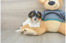 Best Yorkie Poo Baby