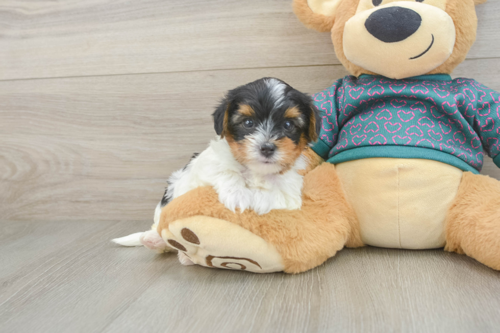 Best Yorkie Poo Baby