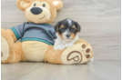 Smart Yorkie Poo Poodle Mix Pup