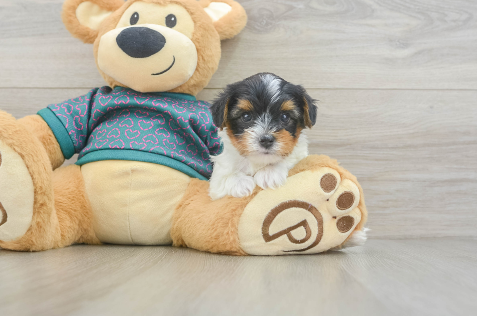 5 week old Yorkie Poo Puppy For Sale - Pilesgrove Pups