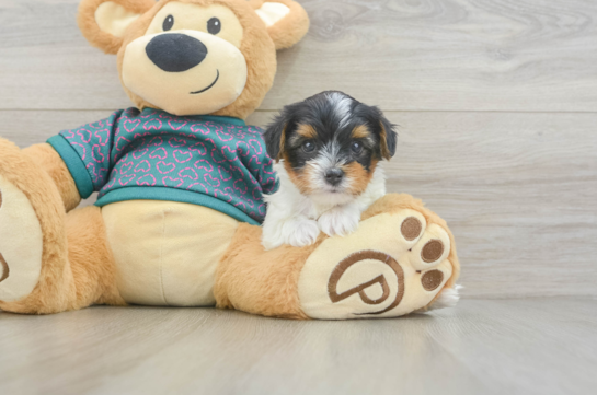 Smart Yorkie Poo Poodle Mix Pup