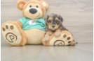 Playful Yo Yo Poo Poodle Mix Puppy