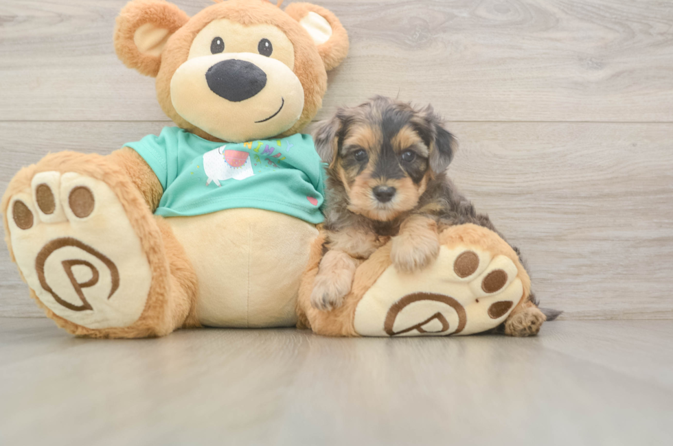 5 week old Yorkie Poo Puppy For Sale - Pilesgrove Pups