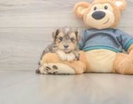 7 week old Yorkie Poo Puppy For Sale - Pilesgrove Pups