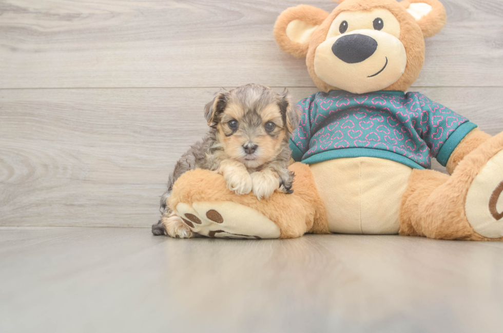 5 week old Yorkie Poo Puppy For Sale - Pilesgrove Pups