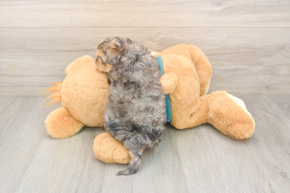 Sweet Yorkie Poo Baby