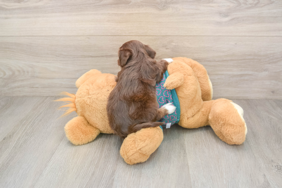 Playful Yo Yo Poo Poodle Mix Puppy
