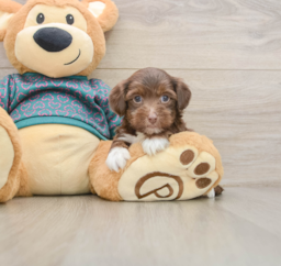 8 week old Yorkie Poo Puppy For Sale - Pilesgrove Pups