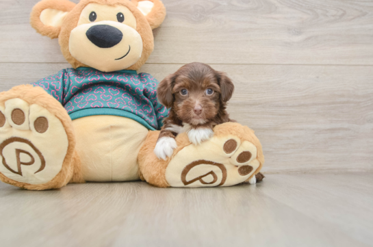 Best Yorkie Poo Baby