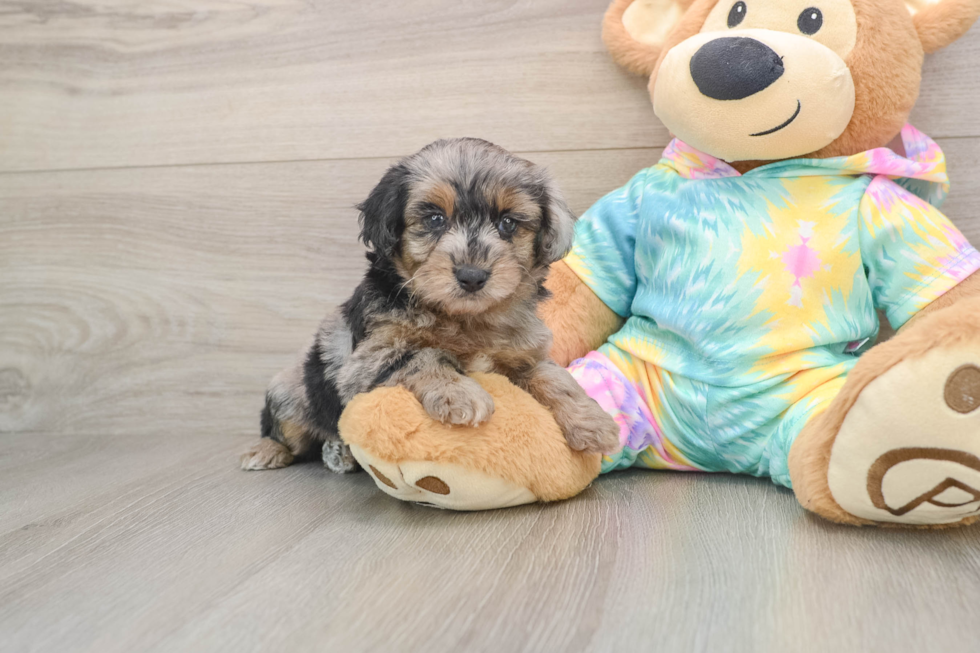 Yorkie Poo Puppy for Adoption