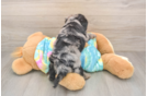 Yorkie Poo Puppy for Adoption