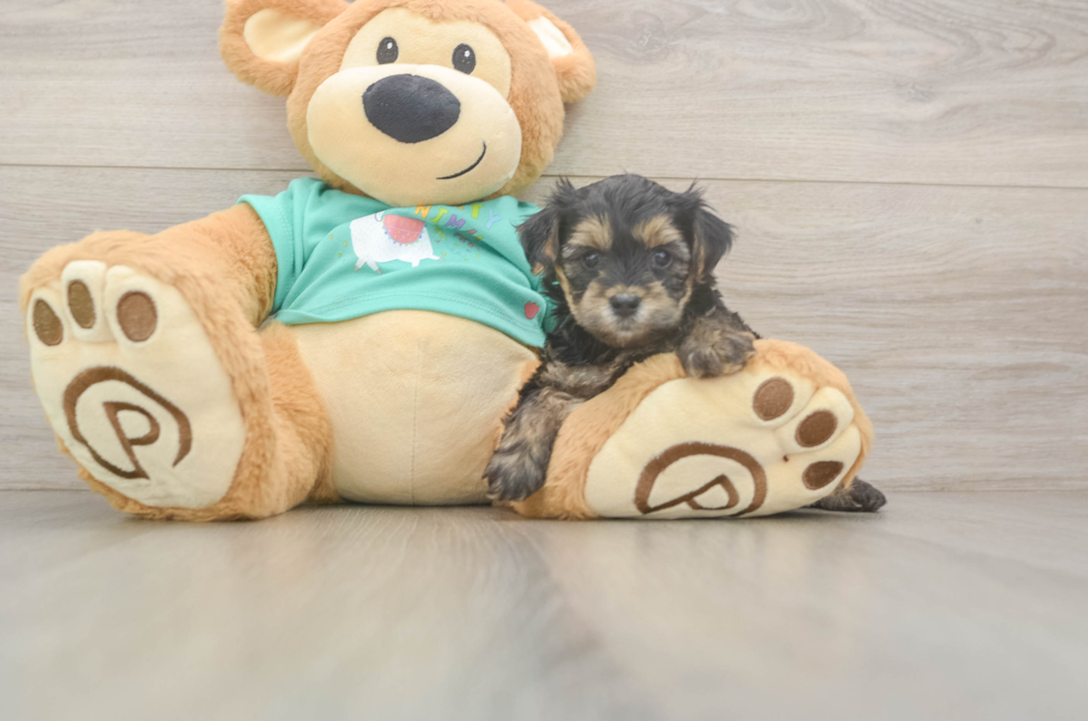 5 week old Yorkie Poo Puppy For Sale - Pilesgrove Pups
