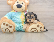 8 week old Yorkie Poo Puppy For Sale - Pilesgrove Pups