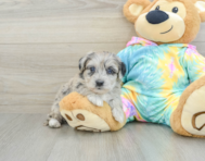 8 week old Yorkie Poo Puppy For Sale - Pilesgrove Pups