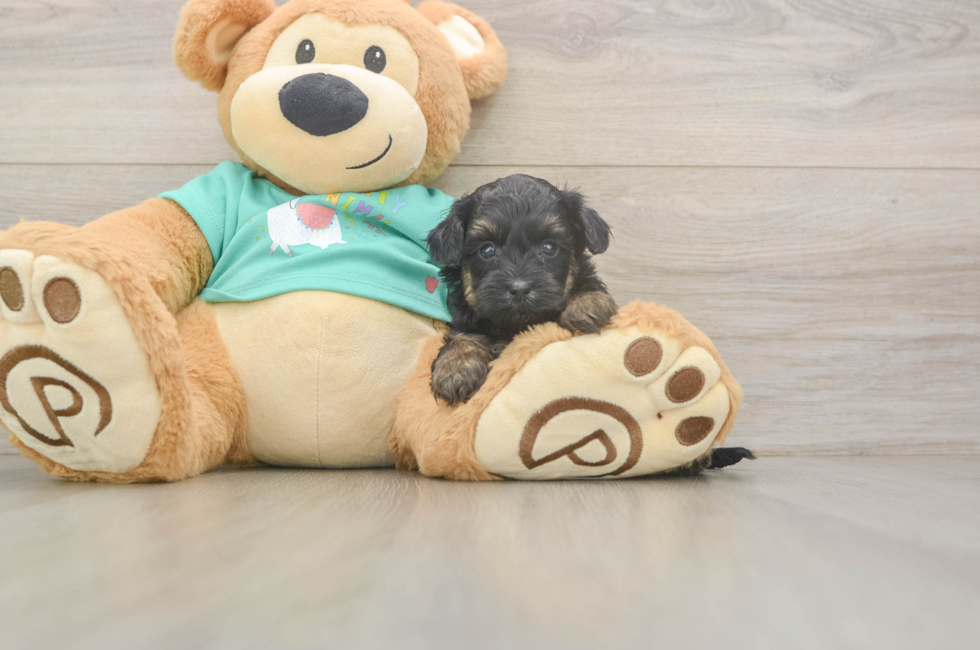 5 week old Yorkie Poo Puppy For Sale - Pilesgrove Pups