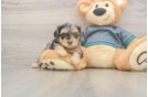 Small Yorkie Poo Baby