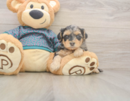 7 week old Yorkie Poo Puppy For Sale - Pilesgrove Pups
