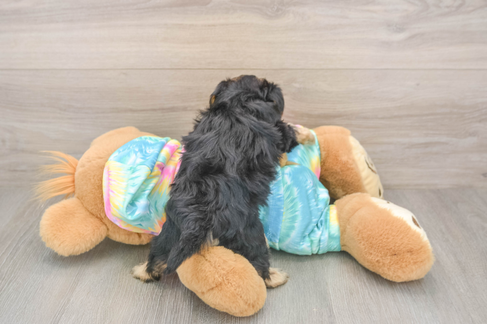 Best Yorkie Poo Baby